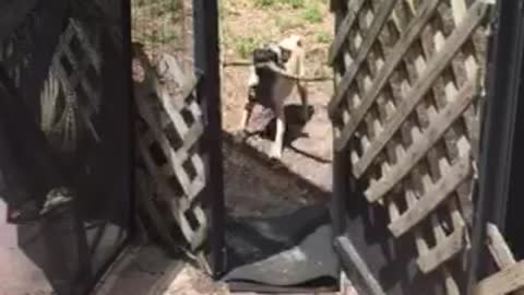 Frustrated pug can't fit stick through door