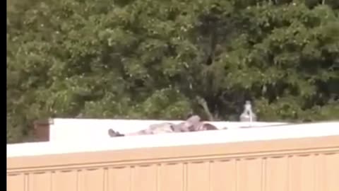 Sniper Assassin of Trump on Roof laying in camouflage!