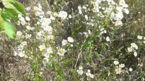 Wild daisies