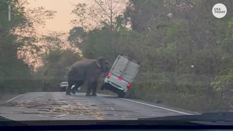 Elephant flips over truck as it crosses road in Thailand