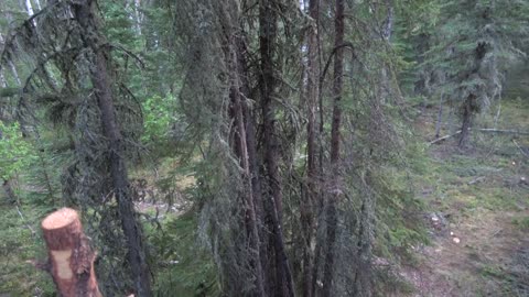 Bear Climbs Tree to Eat us