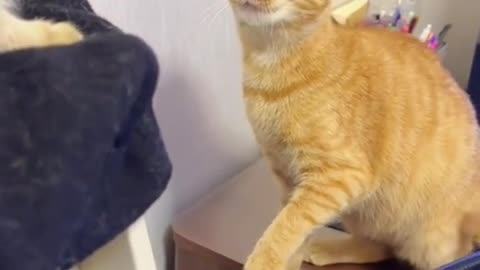 Cat video