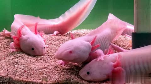 Axolotls - The Mexican walking fish