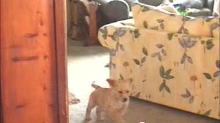 Puppy Pogi running around in the house