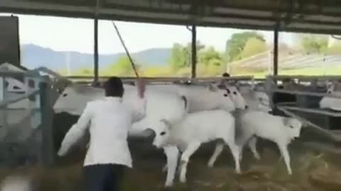 Don't mess with cows!