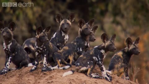 Dynasties: First Look Trailer | New David Attenborough Series | BBC Earth