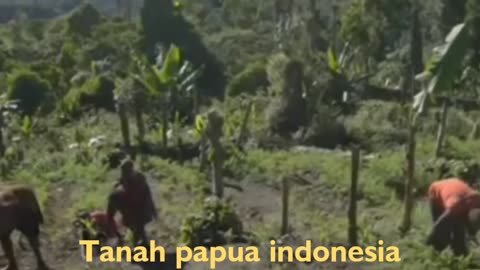 Burung cindrawasih//papua indonesia