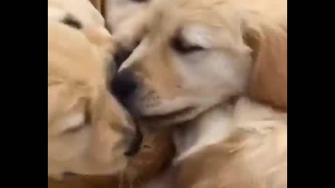 Funny Cat Gets Bombarded with Licks from Golden Puppies!