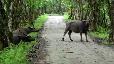 Grazing, Lazing, Wallowing: The Good Life of the Wild Water Buffalo