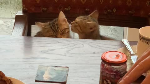 Kittens Show Each Other Love at the Table