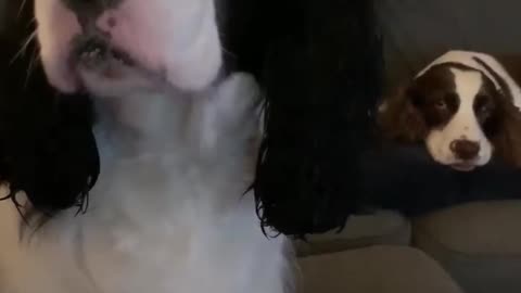 Rude dog burps right in owner's face