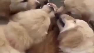 A Family of Young Dogs Swarms a Cat...