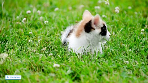 cute cats🐱 cute cat video🐈 cute kittens🐹🐰cute kitten videos