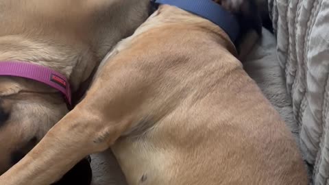 Cuddling English Mastiff Sisters Struggle to Wake Up