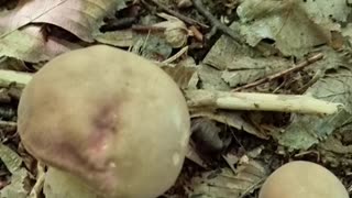 Summer Porcini Mushrooms, Boletus edulis