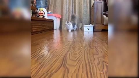 Baby cat 😸😺 cute 🙂🤩 and Funny 🐈 video channel charger subscriber