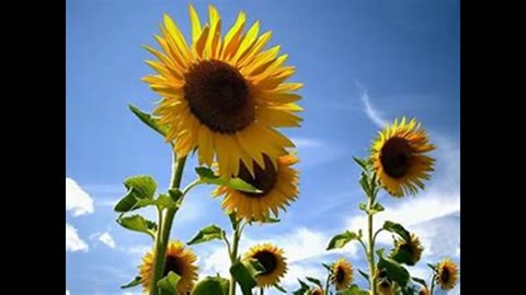 Jessie Belvin - Goodnight My Love-----sunflowers