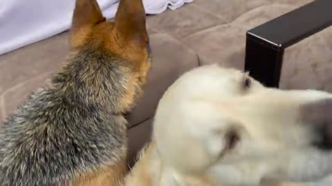 Golden Retriever and German Shepherd Wake Me Up