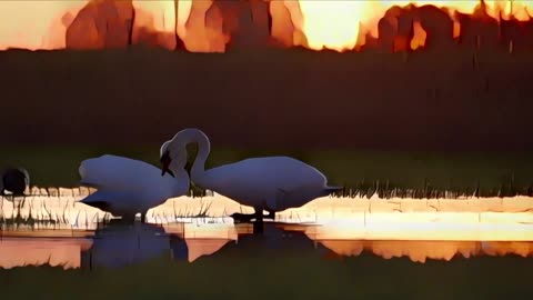 2 HOURS of Cute Swans