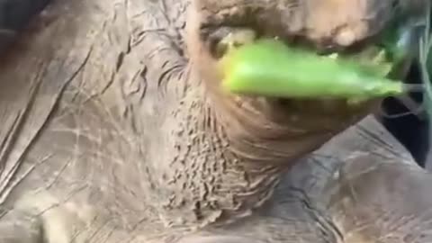 Funny animals😂try do not laugh