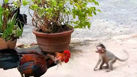 Chicken VS Monkey fight #Funny monkey #Chicken And Monkey Lover