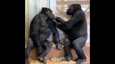 Funny videos for monkeys moments together hilarious funny