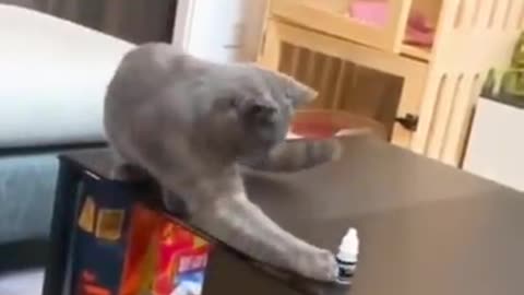 Funny Cat activity -Smart Cat