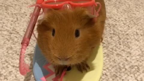Guinea pig is totally ready for the beach