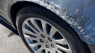 Wild Animal Damages Cadillac at Dealership