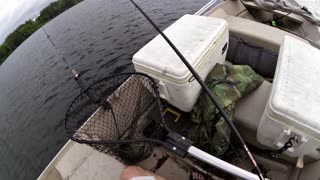 Vermont Rainbow Trout