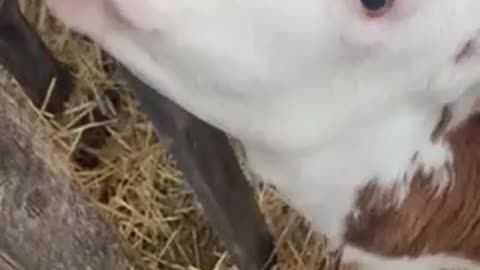 Cute Baby Cow Gets Love