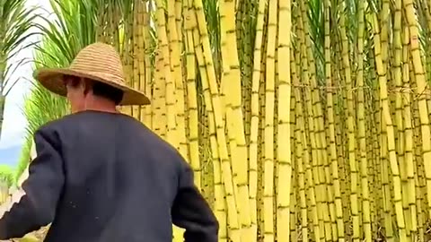 Sugarcane farming