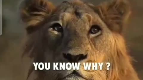 Lion Attitude Status Motivational video status