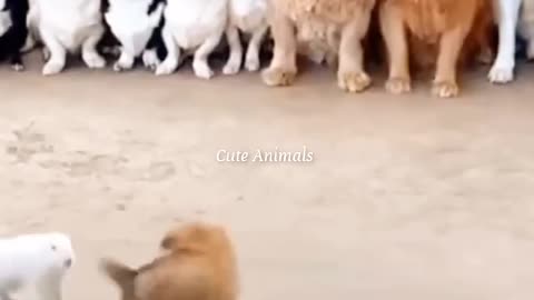 Funny Animals video