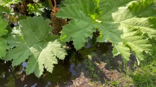 Giant water lillies