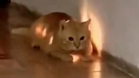 Cat Swallowed Light Up Cat Toy! OMG!