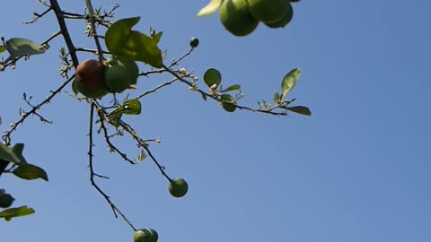 Farming in pakistan