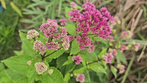 Red Dwarf Joe Pye Weed (Eupatorium maculatum 'Dwarf Red'). 07/17/2024