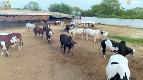 Bhaiya Jee Cattle Farm Season 2024