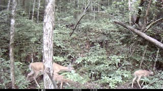 Does and Fawns 6-20-2023