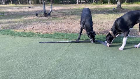 Funny Great Danes Use Teamwork To Fetch Hockey Stick