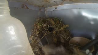 baby birds in nest on my porch we have 10 cats