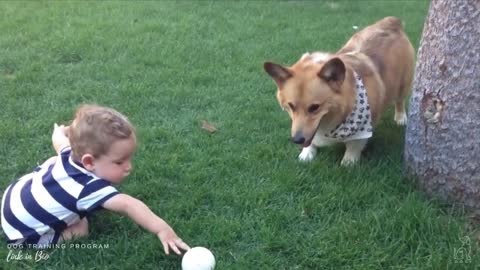 Adorable CORGI Video Compilation