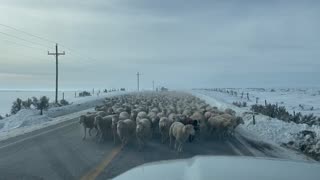 Sea of Sheep Causes Traffic Jam in Wyoming