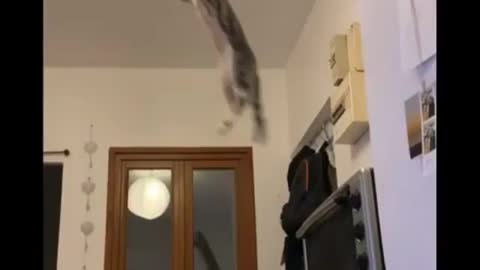 Funny Cats Jump Fail /ᐠ｡ꞈ｡ᐟ\