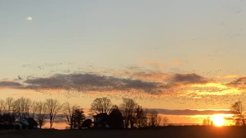 Canadian geese, Canada goose massive gaggle of flocks