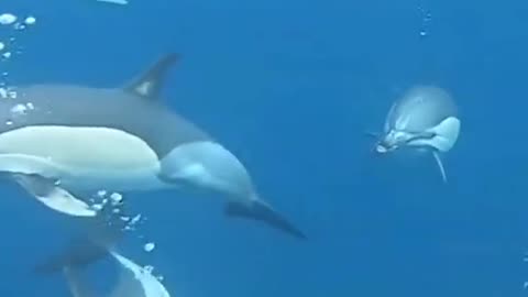Dolphin video in the deep ocean