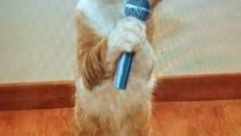 cats and dogs sing...Best and very funny animal video...Laughter to death!!