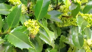 Bees working in a holly tree