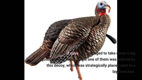 See Comments: Avian-X HDR Jake Turkey Decoy with Multiple Head Positions